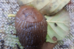 20210922_Nacktschnecke