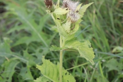 IMG_1237-Kohldistel