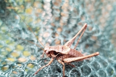 20200909_Beissschrecke