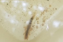20200909_Eintagsfliegenlarve