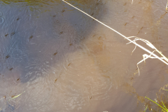 20210929_Wasserlaeufer