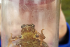 20211110_Grasfrosch