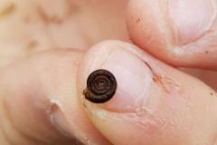 20200930_Posthornschnecke