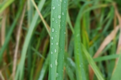 20200930_Tautropfen