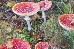 IMG-20221007-WA0005