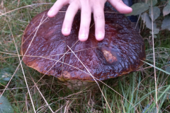 IMG-20221007-WA0018