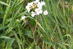 IMG-20230505-Wiesenschaumkraut