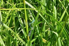 IMG-20230609-Libellen
