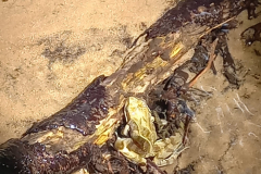 IMG-20230630-Frosch