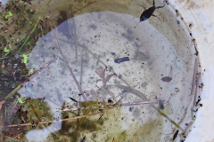 20240920_Wasserskorion-Rueckenschwimmer