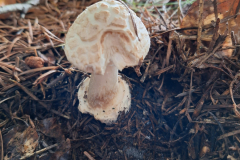 20241018_115556-Gelber-Knollenblaetterpilz