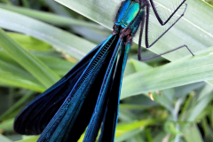 20240524_Blaufl-Prachtlibelle