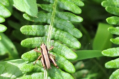 20240531_Heuschrecke