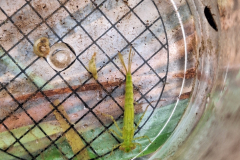 20240531_Schnecke-Libellenlarve