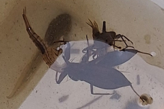 20240531_Wasserskorpion2