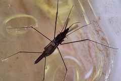 20240628_2-Wasserlaeufer