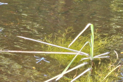 20250620_Libelle