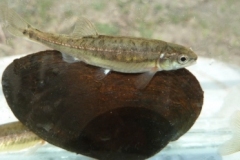 Elritze und Bachmuschel in der Fischbrutanstalt
