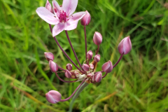 Siedfeld-20220710-17-Schwanenblume